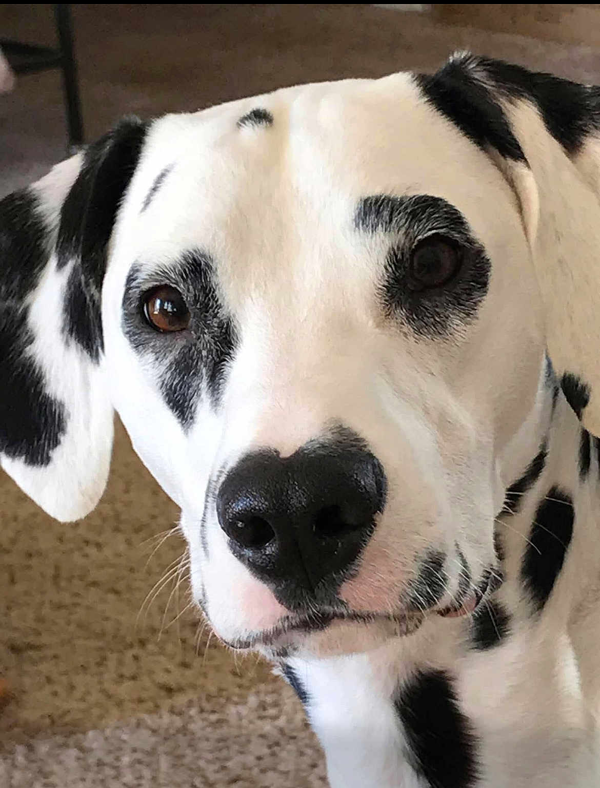 Pongo is registered to the contest to win money with this photo: animal, black_and_white, canine, carpet, close_up, curious, dalmatian, dog, ears, eyes, face, fur, indoor, looking, muzzle, nose, pet, portrait, spotted, whiskers