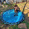 dog, chocolate_labrador, pool, kiddie_pool, water, backyard, grass, garden_tools, hose, sunlight, shadow, pet, animal, outdoor, summer, playful, curious, blue, black, brown