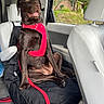 Rayne is registered to the contest to win money with this photo: dog, labrador, chocolate_labrador, pet, car_interior, car_seat, dog_harness, red_harness, window, greenery, house, brick_house, leather_seat, white_seat, seat_cover, animal, sitting, looking_out_window, canine, domestic_animal
