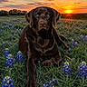 Rayne joined the competition — help win amazing prizes! dog, labrador, chocolate_labrador, blue_eyes, sunset, field, bluebonnets, flowers, grass, nature, outdoor, sky, clouds, sun, animal, pet, lying_down, scenic, peaceful, landscape