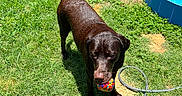 Rayne is registered to the contest to win money with this photo: dog, chocolate_labrador, wet_dog, grass, ball, toy, outdoor, sunlight, backyard, pool, water, garden, hose, pet, playful, summer, animal, canine, nature, daytime