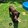 dog, chocolate_labrador, wet_dog, grass, ball, toy, outdoor, sunlight, backyard, pool, water, garden, hose, pet, playful, summer, animal, canine, nature, daytime