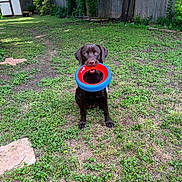 Rayne is registered to the contest to win money with this photo: dog, labrador, chocolate_labrador, toy, ring_toy, mouth, grass, lawn, backyard, fence, tree, playful, pet, canine, outdoor, animal, sitting, greenery, sunlight, nature