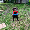 dog, labrador, chocolate_labrador, toy, ring_toy, mouth, grass, lawn, backyard, fence, tree, playful, pet, canine, outdoor, animal, sitting, greenery, sunlight, nature