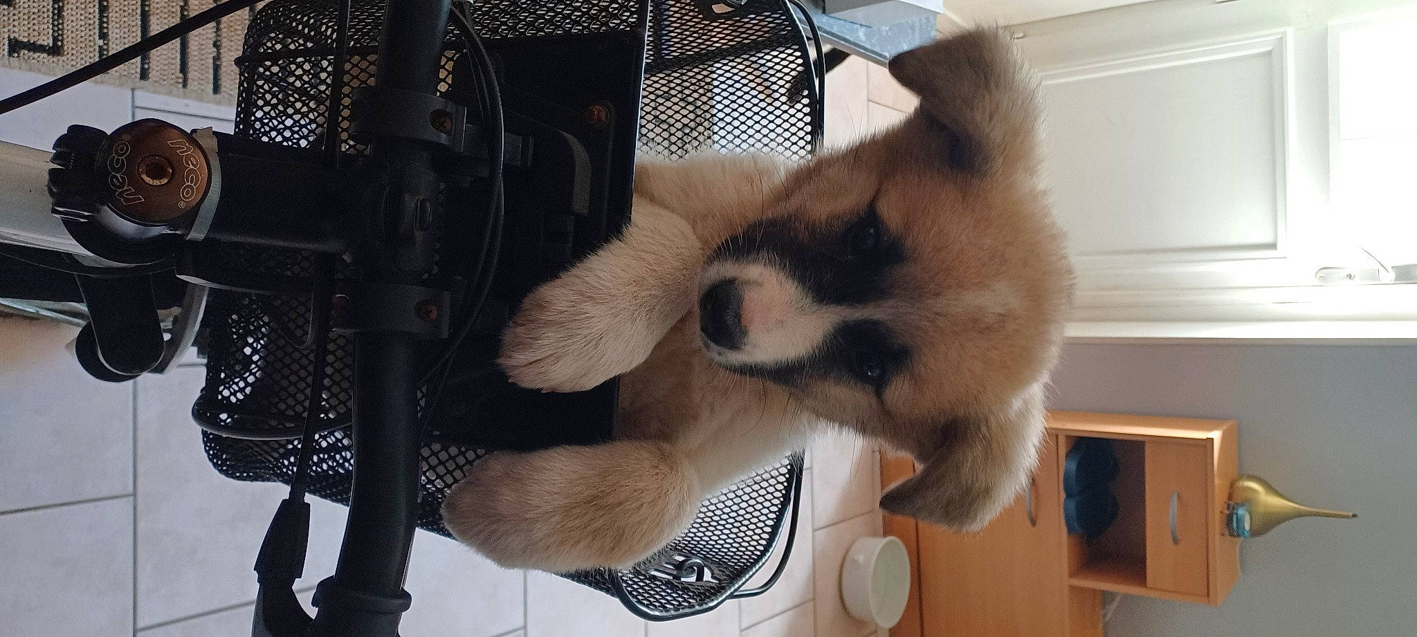 Belle participe au concours pour gagner de l'argent avec cette photo : carnivore, cat, claw, companion_dog, dog_breed, fashion_accessory, fawn, felidae, fur, natural_material, paw, siamese, small_to_medium_sized_cats, snout, tail, terrestrial_animal, whiskers