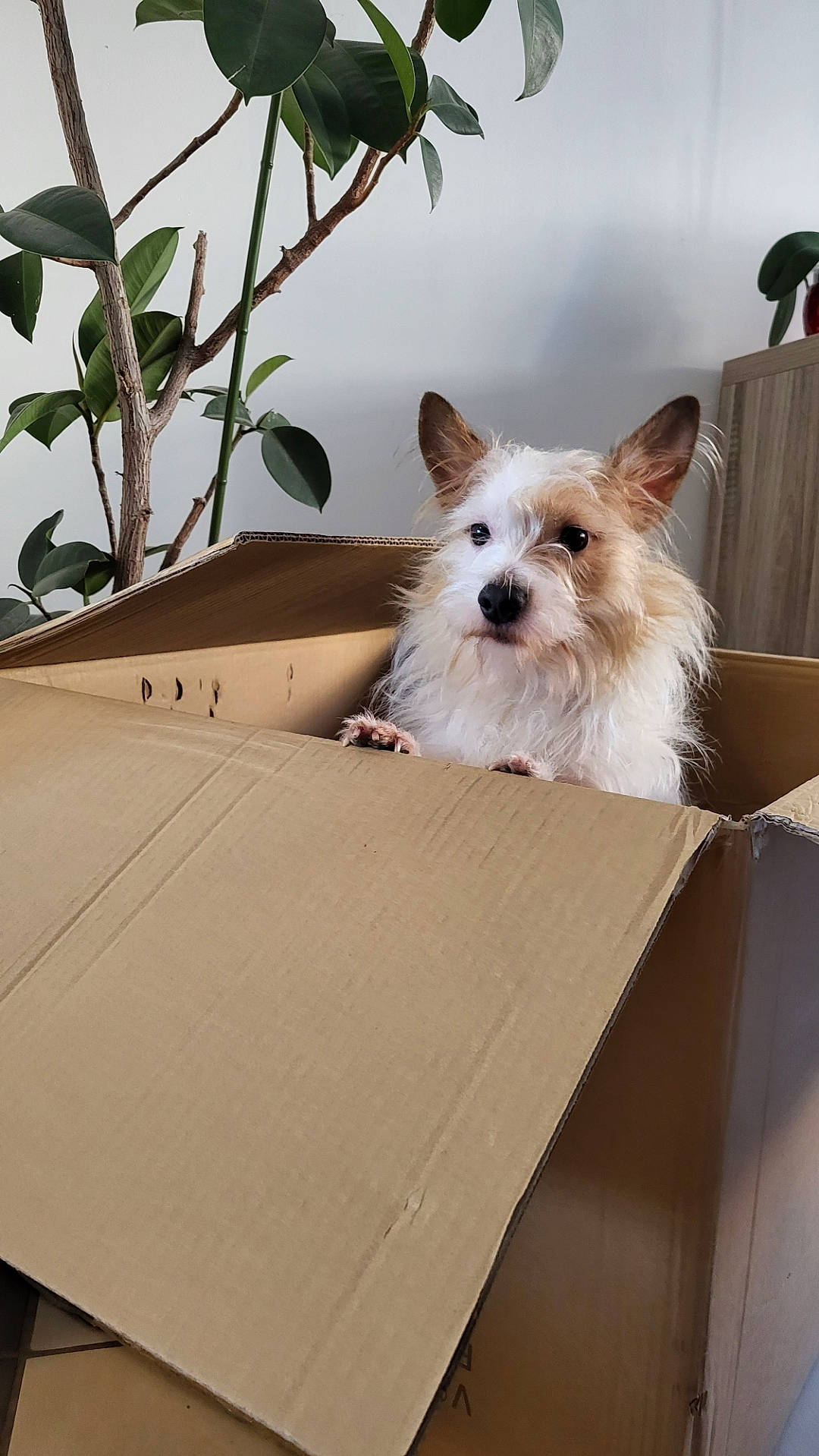 Oly participe au concours pour gagner de l'argent avec cette photo : canidae, carnivore, collar, companion_dog, dog, dog_breed, dog_supply, fawn, fur, non_sporting_group, pet_supply, sky, small_terrier, snout, sporting_group, toy_dog, twig, wood, working_animal