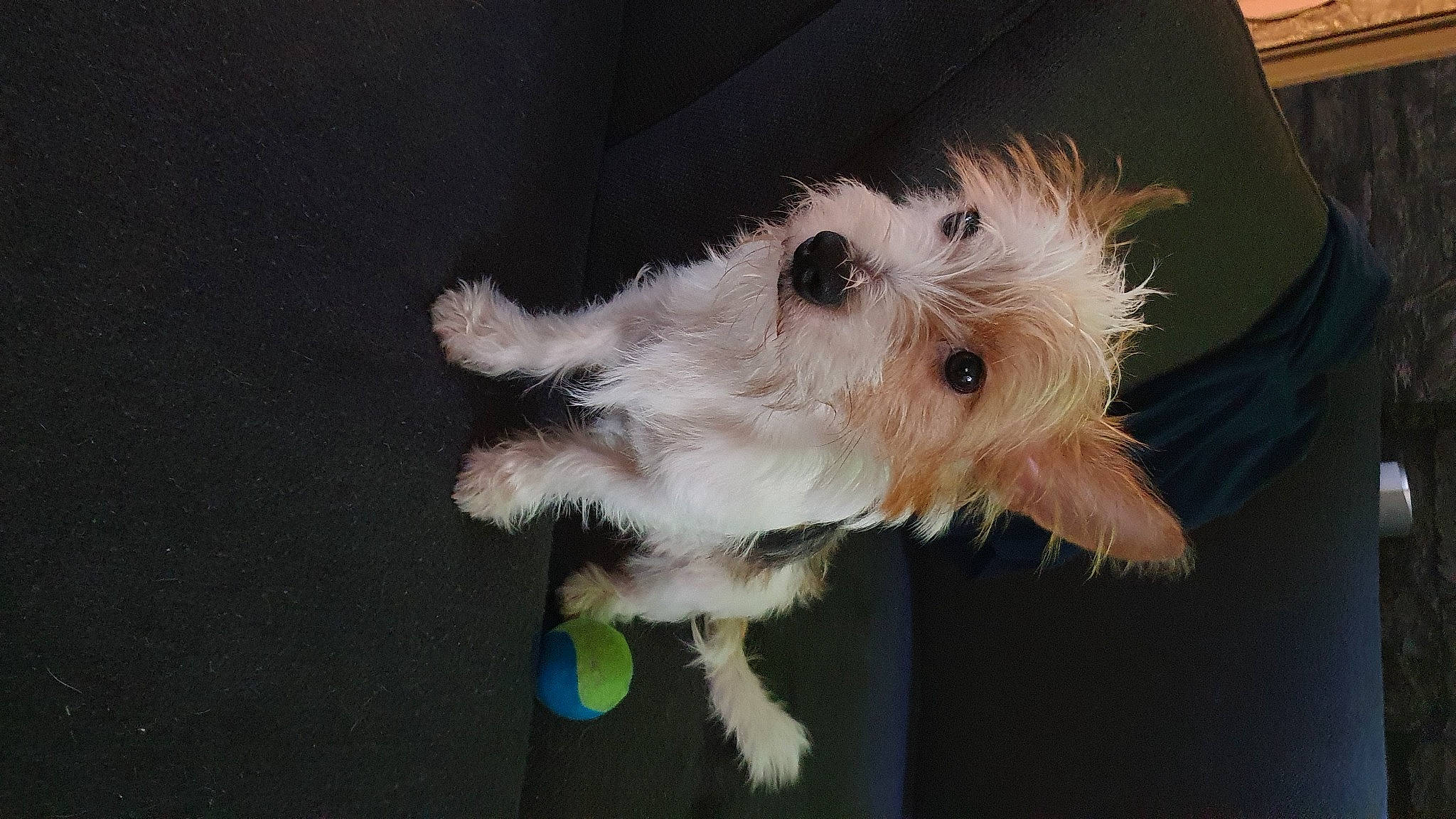 Oly a rejoint le concours — aidez-le/la à gagner de superbes lots ! box, canidae, carnivore, companion_dog, dog, dog_breed, dog_supply, fawn, felidae, fur, non_sporting_group, paw, small_terrier, sporting_group, tail, terrier, toy_dog, working_animal