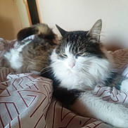 Shushu participe au concours pour gagner de l'argent avec cette photo : cat, fluffy, bedspread, indoor, relaxed, sleepy, pet, animal, feline, fur, whiskers, ear, paw, resting, cozy, pattern, blanket, home, domestic, soft