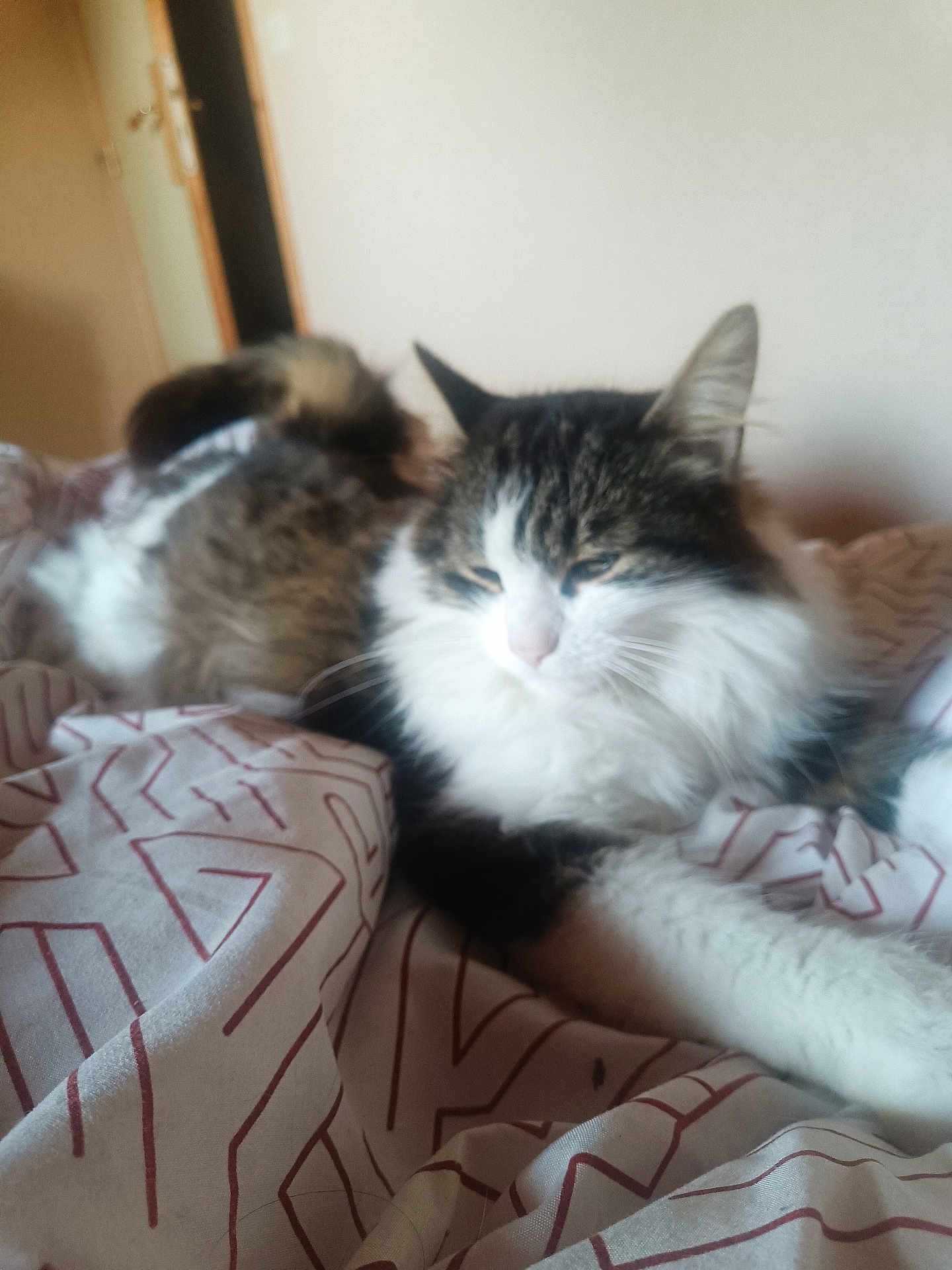 Shushu participe au concours pour gagner de l'argent avec cette photo : cat, fluffy, bedspread, indoor, relaxed, sleepy, pet, animal, feline, fur, whiskers, ear, paw, resting, cozy, pattern, blanket, home, domestic, soft