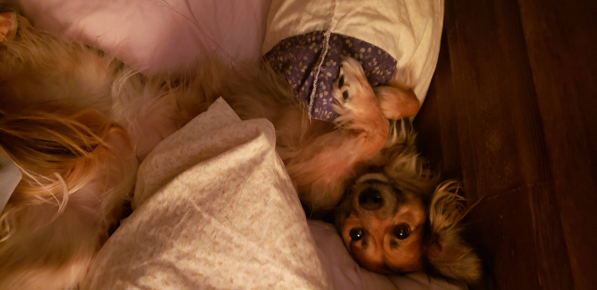 Allie joined the competition — help win amazing prizes! beard, carnivore, child, comfort, companion_dog, dog_breed, ear, eyebrow, fawn, fur, gesture, hair, happy, mammal, mouth, nose, snout, sporting_group, wood, wrinkle