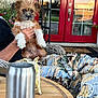 daylight, decorative_figurine, dog, flowers, glass_window, hand, house, metal_cup, outdoor, pants, patterned_clothing, person, plants, porch, puppy, red_door, relaxation, seating, table, wicker_chair