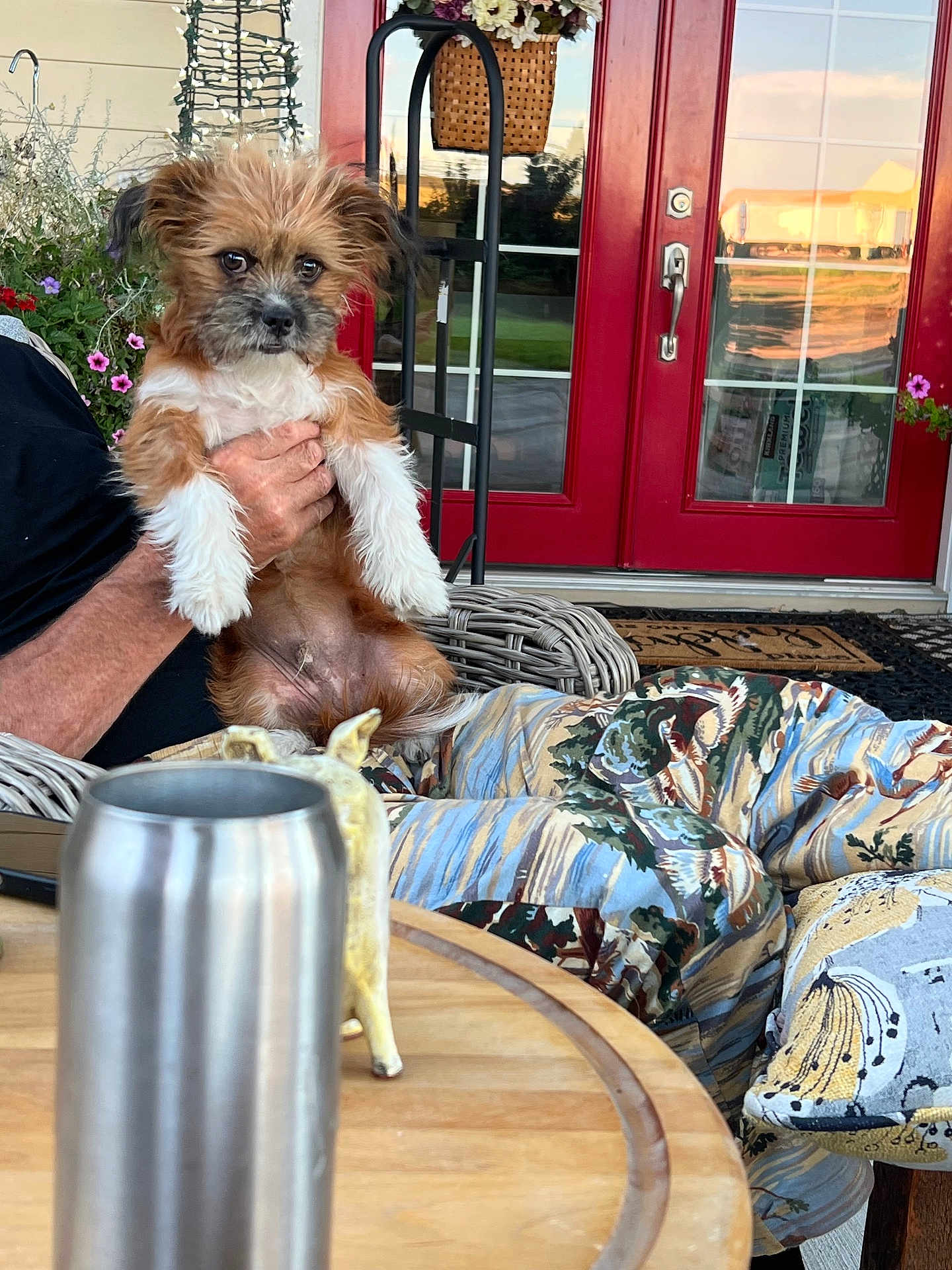 Clancy is registered to the contest to win money with this photo: daylight, decorative_figurine, dog, flowers, glass_window, hand, house, metal_cup, outdoor, pants, patterned_clothing, person, plants, porch, puppy, red_door, relaxation, seating, table, wicker_chair