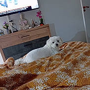 Tom a rejoint le concours — aidez-le/la à gagner de superbes lots ! dog, white_dog, blanket, bed, indoor, furniture, dresser, television, decor, flower, statue, relaxing, pet, cozy, home, curious, pattern, orange, white, room