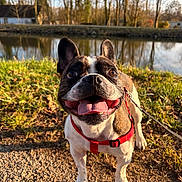 Ruben a rejoint le concours — aidez-le/la à gagner de superbes lots ! animal, canine, close_up, daylight, dog, french_bulldog, grass, happy, leash, nature, outdoor, park, pet, pond, smiling, summer, sunlight, tongue_out, trees, walking