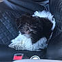 puppy, dog, black_and_white, fluffy, car_interior, car_seat, seatbelt, quilted_seat, small_dog, pet, animal, cute, fur, domestic_animal, resting, looking_up, indoor, vehicle, companion, young_dog