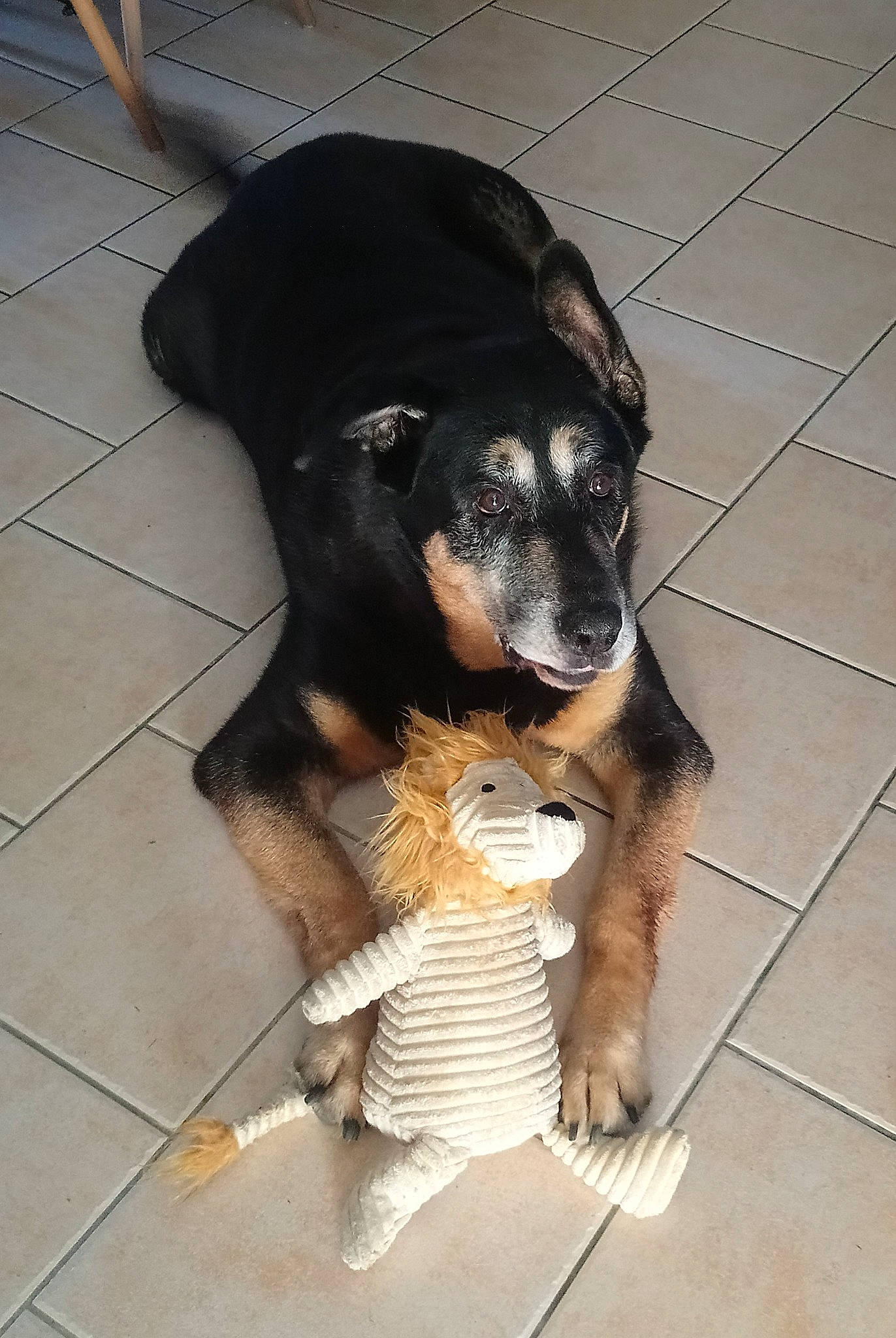 Francky participe au concours pour gagner de l'argent avec cette photo : canidae, carnivore, companion_dog, dog, dog_breed, flooring, fur, paw, pet_supply, snout, sporting_group, terrestrial_animal, tile_flooring, working_animal, working_dog