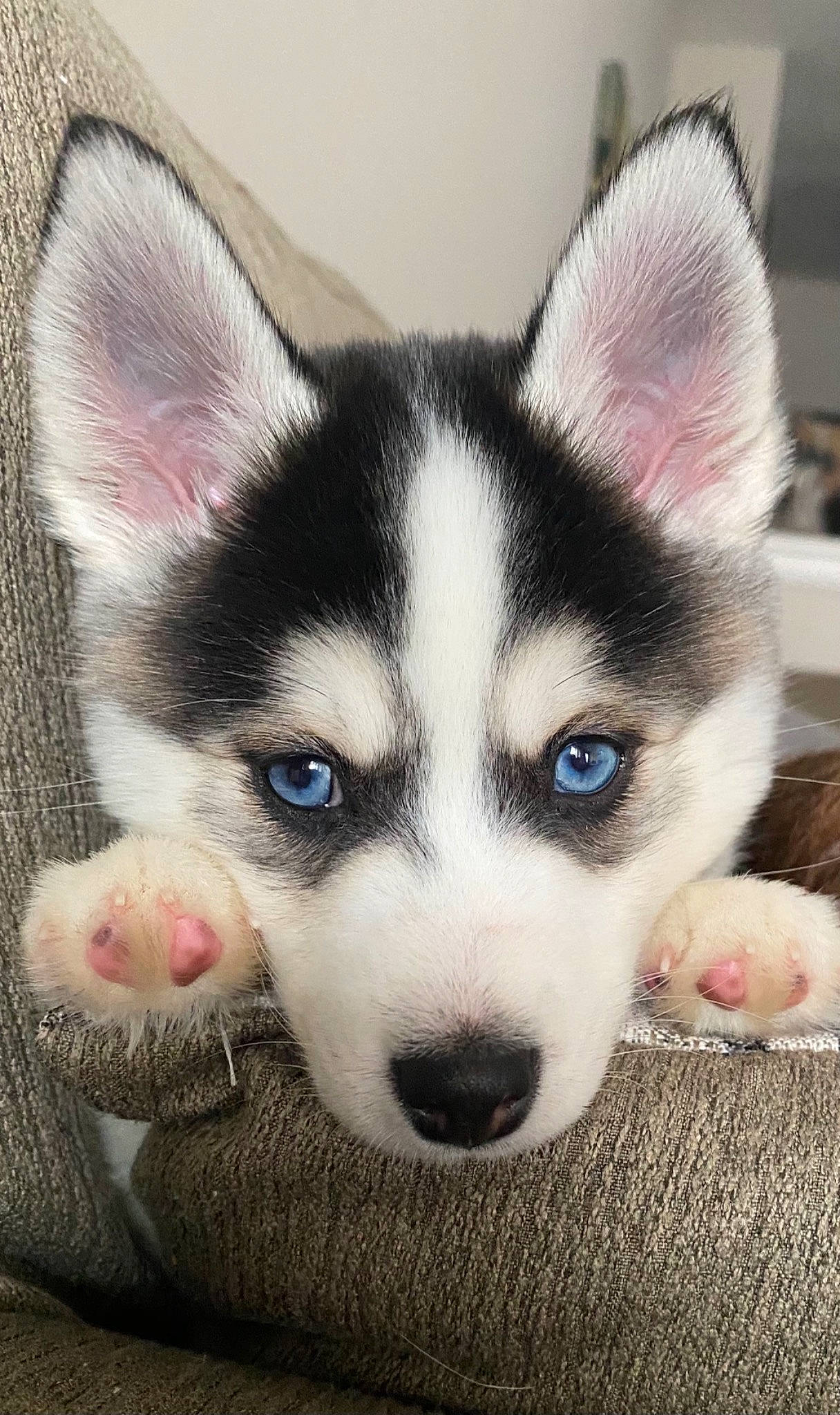 Ash is registered to the contest to win money with this photo: beige, canidae, carnivore, dog, dog_breed, fawn, fur, iris, mammal, pink, snout, vertebrate, whiskers, working_animal, working_dog