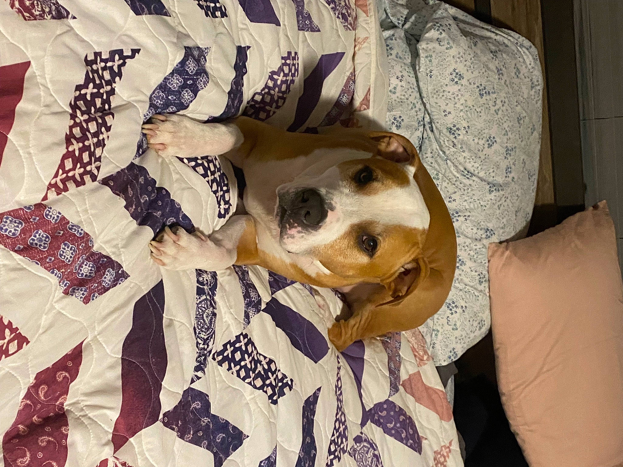 Caesar joined the competition — help win amazing prizes! bedding, canidae, carnivore, comfort, companion_dog, craft, creative_arts, dog, dog_breed, dog_supply, fawn, felidae, fur, linens, pattern, sleeve, small_to_medium_sized_cats, sporting_group, terrestrial_animal, working_animal