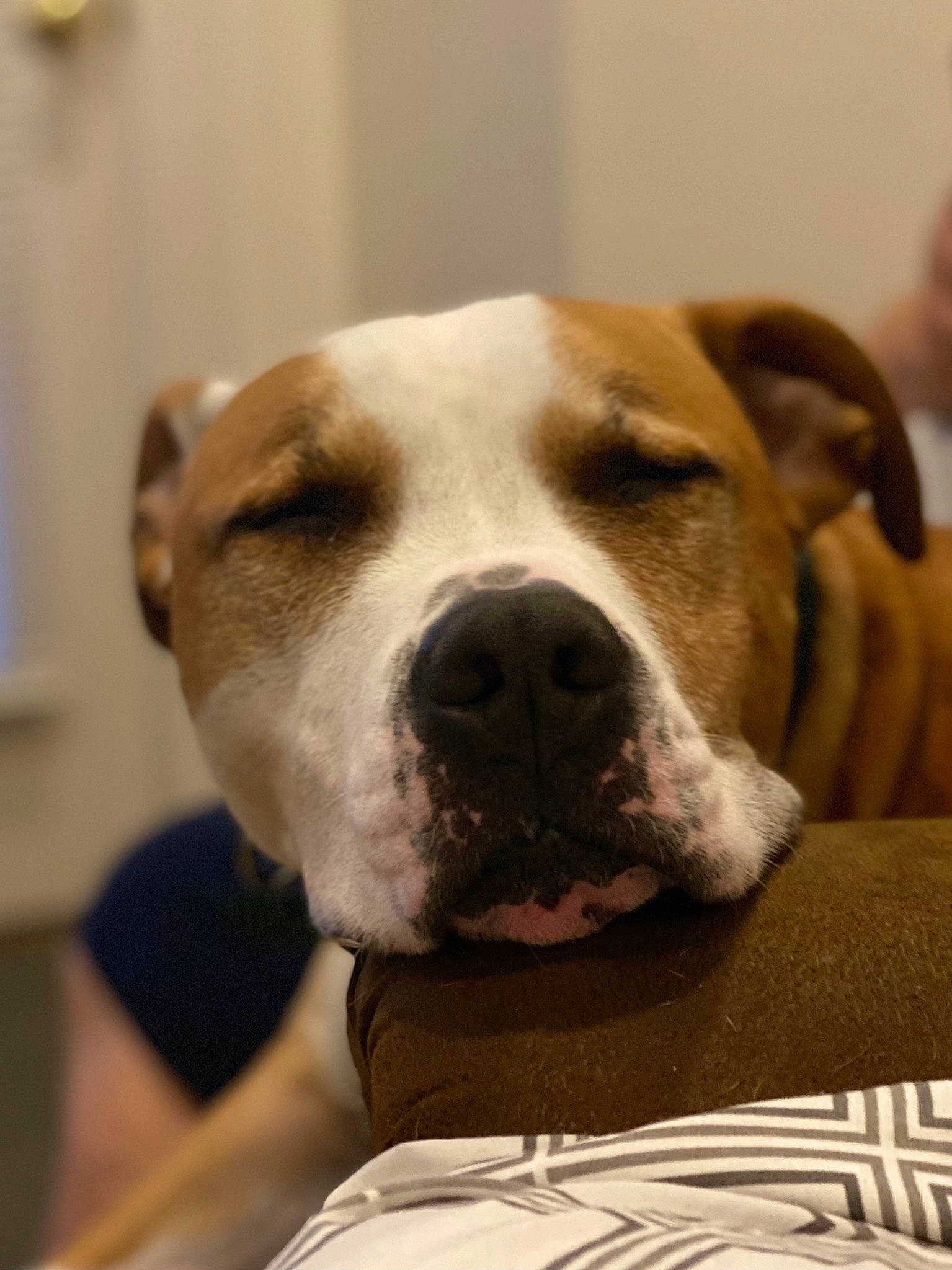 Caesar is registered to the contest to win money with this photo: canidae, carnivore, collar, comfort, companion_dog, dog, dog_breed, dog_collar, dog_supply, ear, fawn, fur, non_sporting_group, pet_supply, scar, sporting_group, terrestrial_animal, whiskers, working_animal, working_dog