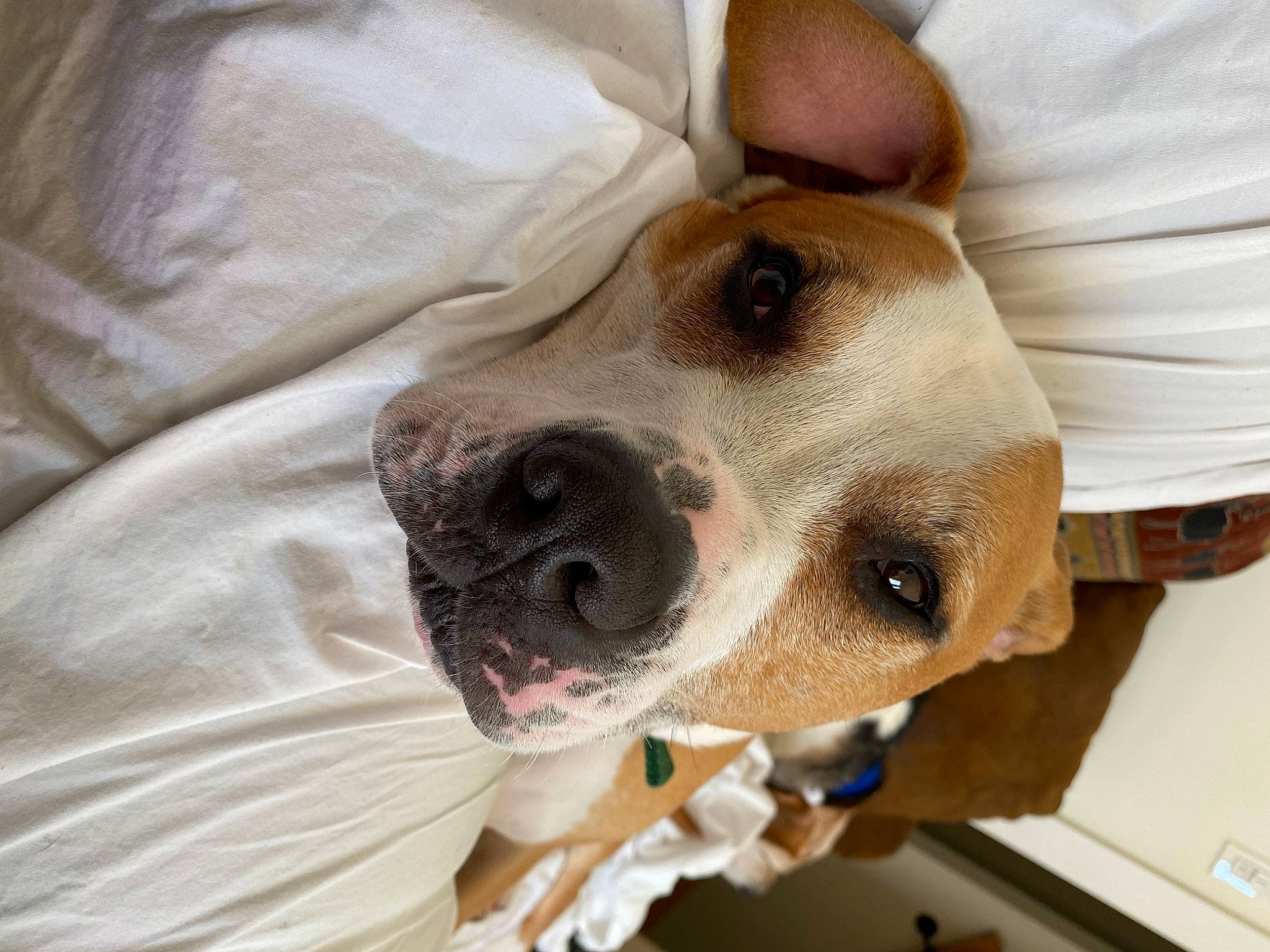 Caesar is registered to the contest to win money with this photo: canidae, carnivore, collar, comfort, companion_dog, dog, dog_breed, dog_collar, dog_supply, ear, fawn, fur, jaw, non_sporting_group, pet_supply, selfie, snout, sporting_group, whiskers, working_animal