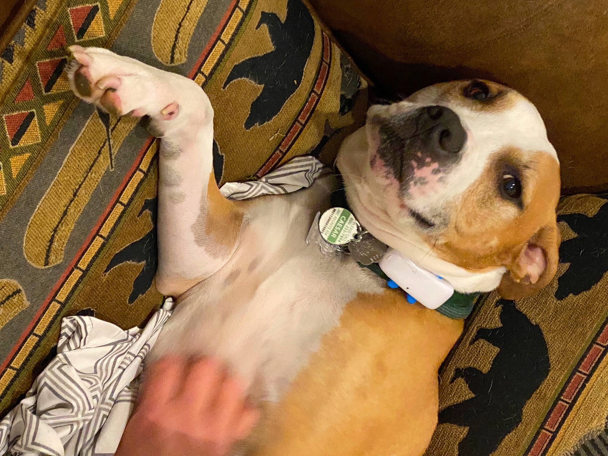 Caesar joined the competition — help win amazing prizes! canidae, carnivore, collar, comfort, companion_dog, dog, dog_breed, dog_collar, dog_supply, ear, fawn, fur, leash, pattern, paw, pet_supply, snout, sporting_group, whiskers, working_animal