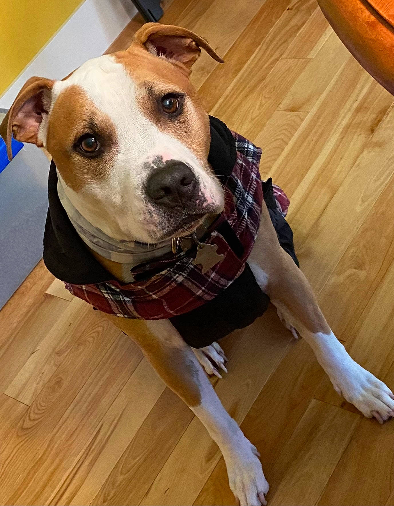 Caesar joined the competition — help win amazing prizes! carnivore, collar, companion_dog, dog, dog_breed, dog_collar, dog_supply, fawn, floor, flooring, hardwood, laminate_flooring, pet_supply, plank, varnish, whiskers, wood, wood_flooring, wood_stain, working_animal