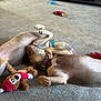 dog, lying_down, carpet, plush_toy, collar, indoor, relaxed, pet, playing, brown_dog, canine, toy, floor, household, comfortable, sleeping, resting, furniture, background, domestic