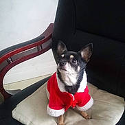 Elysée a rejoint le concours — aidez-le/la à gagner de superbes lots ! dog, small_dog, chihuahua, black_and_white, red_coat, santa_claus_outfit, chair, cushion, indoor, pet, animal, cute, looking_up, fur, ears, paws, companion, domestic, holiday, costume