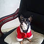dog, small_dog, chihuahua, black_and_white, red_coat, santa_claus_outfit, chair, cushion, indoor, pet, animal, cute, looking_up, fur, ears, paws, companion, domestic, holiday, costume