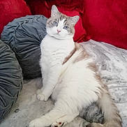 Nelson participe au concours pour gagner de l'argent avec cette photo : cat, blue_eyes, fluffy, relaxed, indoor, couch, pillow, blanket, red_furniture, white_fur, brown_spots, tail, pet, cozy, comfort, feline, resting, home, domestic_animal, curious