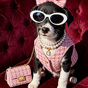 Prada Chanel is registered to the contest to win money with this photo: dog, puppy, sunglasses, bow, pearls, handbag, pink_outfit, velvet_chair, fashion, accessory, jewelry, stylish, portrait, pet, posed, costume, black_and_white, white_paws, small_purse, plush_fabric