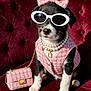 dog, puppy, sunglasses, bow, pearls, handbag, pink_outfit, velvet_chair, fashion, accessory, jewelry, stylish, portrait, pet, posed, costume, black_and_white, white_paws, small_purse, plush_fabric