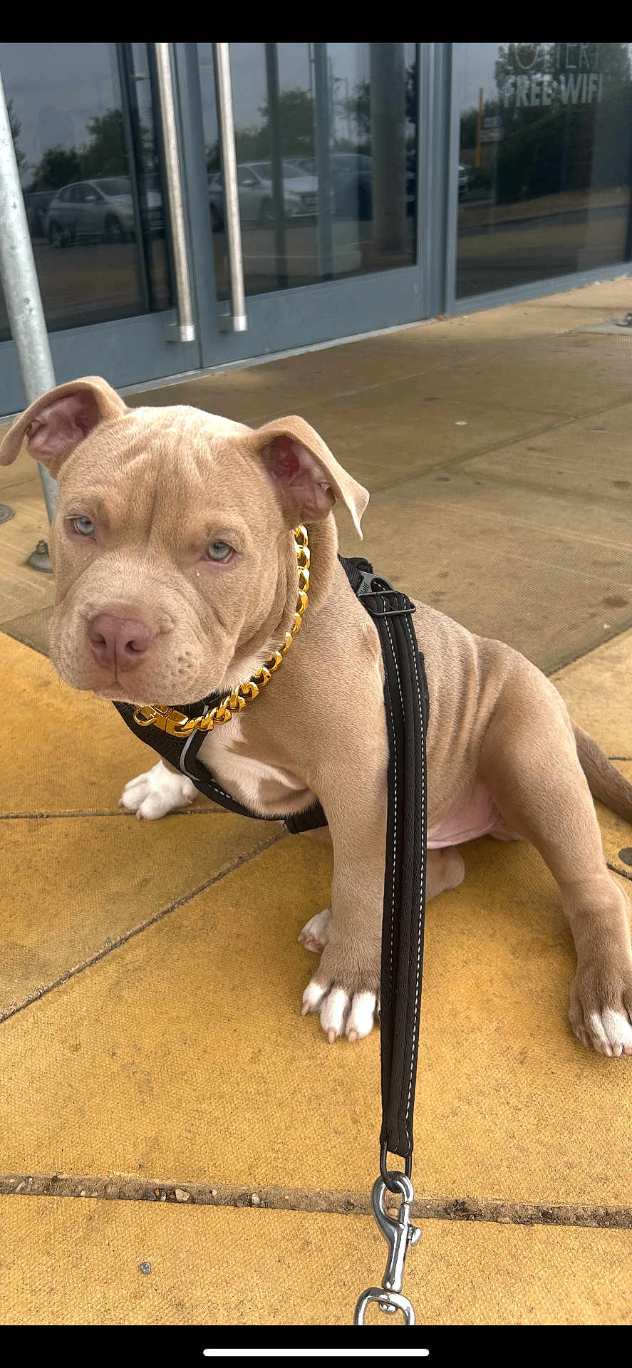 Nugget joined the competition — help win amazing prizes! animal, canine, car, closeup, collar, cute, dog, glass_door, gold_chain, harness, leash, outdoor, pavement, pet, puppy, reflection, sidewalk, sitting, tile, young_dog
