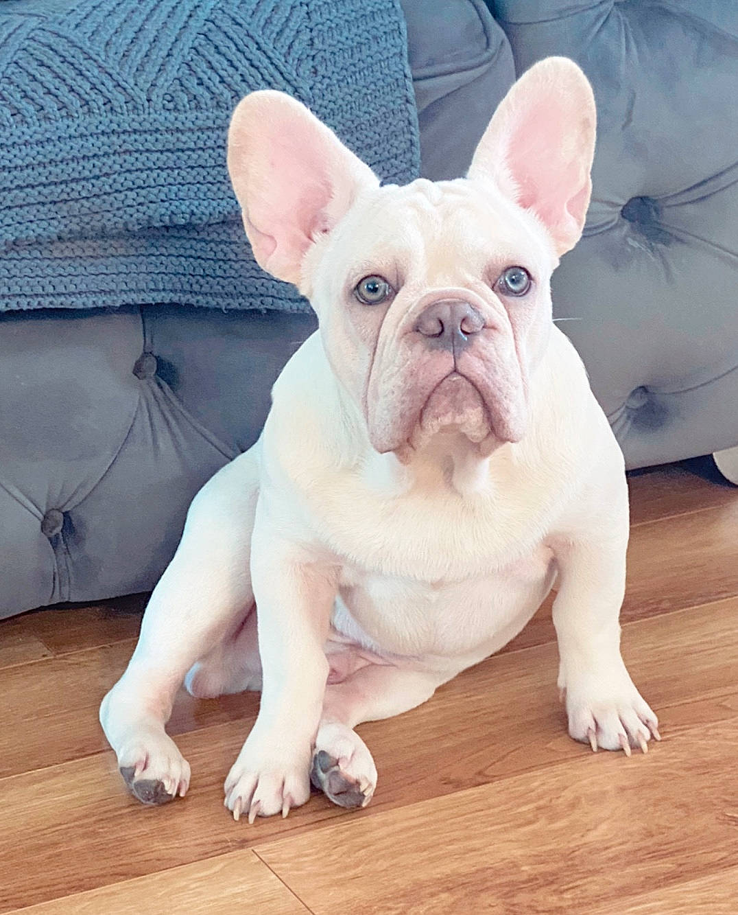 Fury is registered to the contest to win money with this photo: bulldog, canidae, carnivore, comfort, companion_dog, dog, dog_breed, ear, fawn, flooring, hardwood, non_sporting_group, snout, sporting_group, terrestrial_animal, whiskers, wood, working_animal, wrinkle