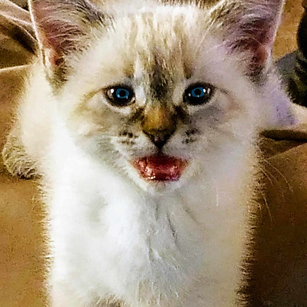 Lulu is registered to the contest to win money with this photo: animal_face, blue_eyes, cat, couch, cozy, curious, cute, domestic_animal, ears, feline, fluffy, fur, indoor, kitten, mouth_open, pet, small_animal, standing, whiskers, young_animal