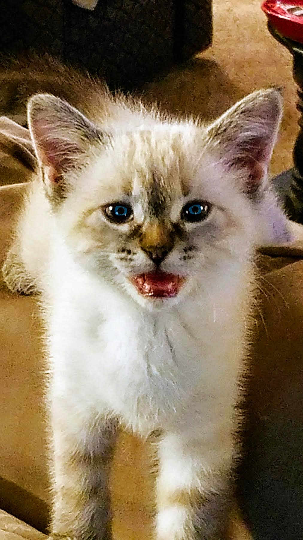 Lulu is registered to the contest to win money with this photo: kitten, cat, blue_eyes, fluffy, pet, indoor, cute, feline, young_animal, whiskers, ears, mouth_open, fur, couch, cozy, domestic_animal, animal_face, small_animal, curious, standing