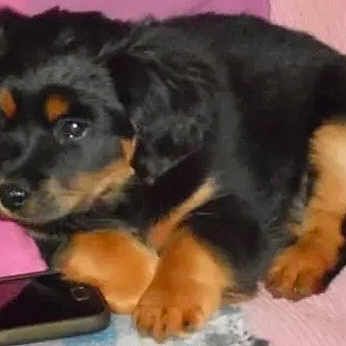 Seven participe au concours pour gagner de l'argent avec cette photo : animal, black, companion, curious, cute, dog, domestic, fur, indoor, lying_down, mammal, pet, phone, pink_background, portrait, puppy, resting, small, tan, young