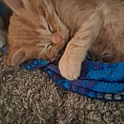 Squanchy joined the competition — help win amazing prizes! animal, blanket, blue_blanket, carpet, cat, cozy, cute, domestic_cat, feline, fur, indoor, kitten, nap, orange_cat, paw, pet, resting, sleeping, soft, young