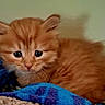 Squanchy is registered to the contest to win money with this photo: adorable, animal, blanket, blue_blanket, closeup, cozy, cute, fur, furry, indoor, kitten, orange_cat, pet, resting, sleepy, small, soft, tabby, whiskers, young