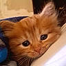 Squanchy is registered to the contest to win money with this photo: animal, blanket, cat, close_up, cozy, cute, domestic_cat, eyes, face, feline, fur, indoor, kitten, mammal, orange_cat, pet, sleepy, soft, whiskers, young