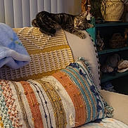 Liam James is registered to the contest to win money with this photo: cat, kitten, tabby, armchair, pillow, blanket, throw, home_interior, plant, shelf, decor, curious, cozy, furniture, indoor, striped, patterned, relaxing, pet, cute
