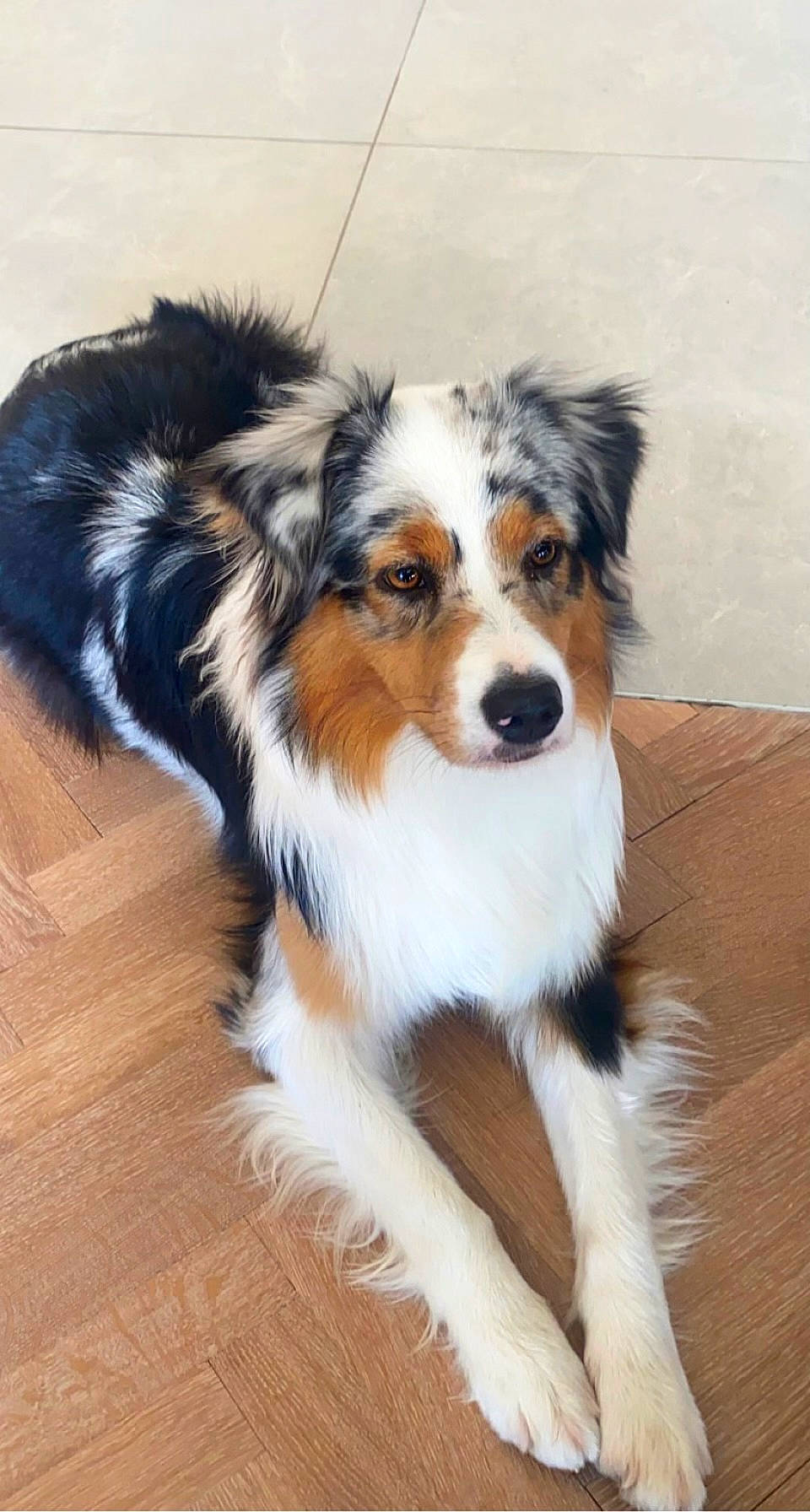 Baïa participe au concours pour gagner de l'argent avec cette photo : australian_collie, canidae, carnivore, collie, companion_dog, dog, dog_breed, fur, hardwood, herding_dog, snout, sporting_group, terrestrial_animal, whiskers, working_animal, working_dog