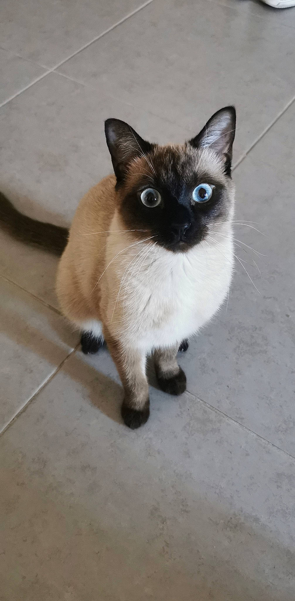 Luna a rejoint le concours — aidez-le/la à gagner de superbes lots ! birman, carnivore, cat, electric_blue, fawn, felidae, flooring, foot, fur, head, paw, siamese, small_to_medium_sized_cats, snout, tail, terrestrial_animal, thai, whiskers