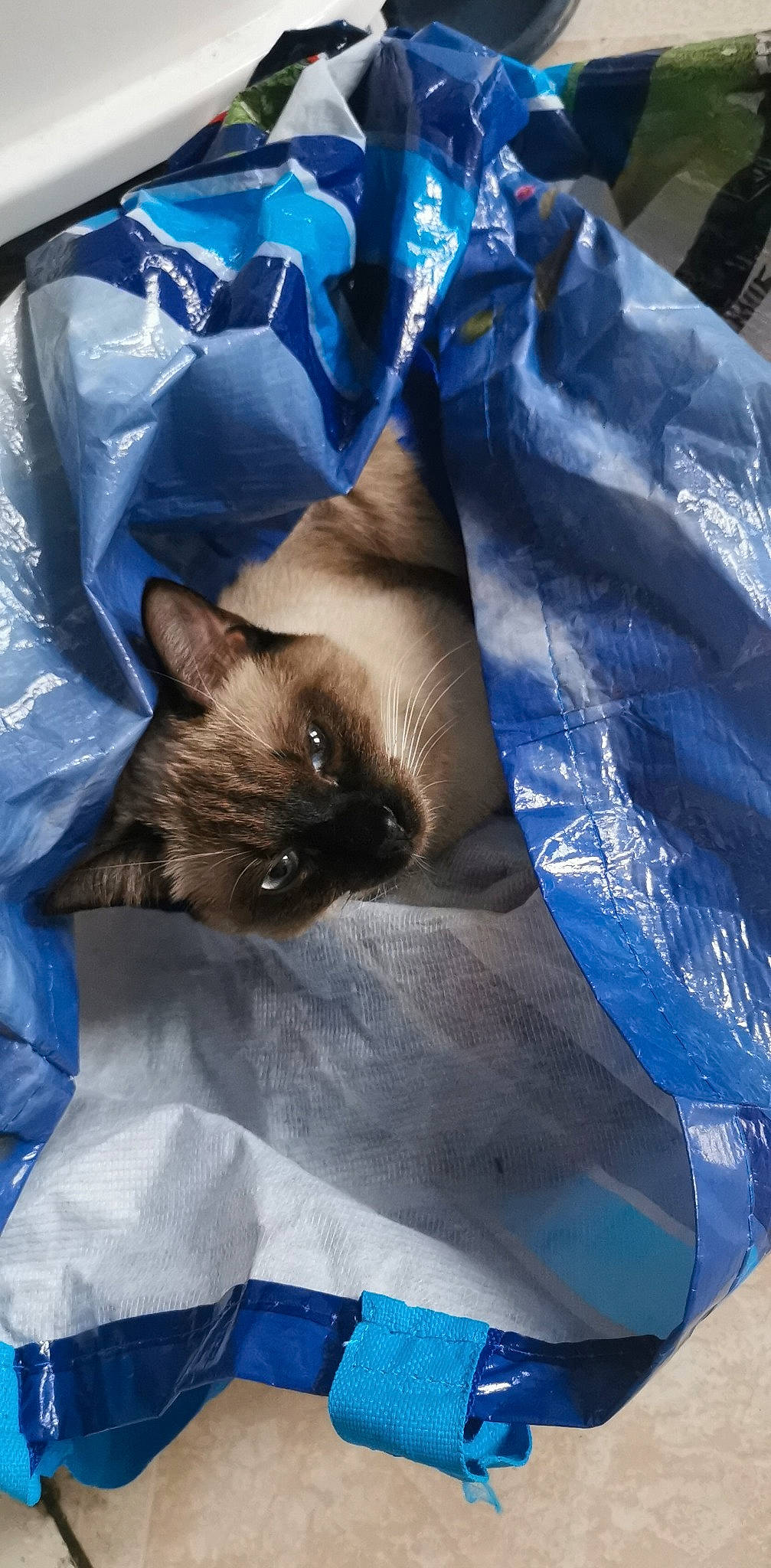 Luna a rejoint le concours — aidez-le/la à gagner de superbes lots ! bag, balinese, birman, blue, brown, carnivore, cat, comfort, electric_blue, fawn, felidae, fur, linens, siamese, small_to_medium_sized_cats, thai, whiskers