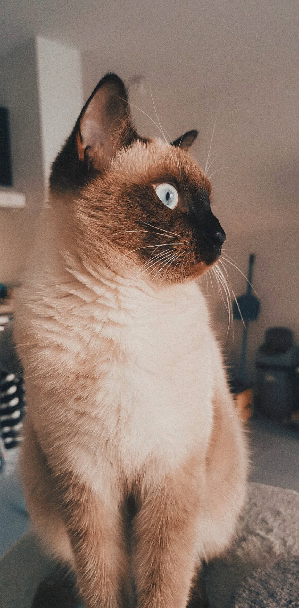 Luna participe au concours pour gagner de l'argent avec cette photo : carnivore, cat, domestic_short_haired_cat, fawn, felidae, flooring, fur, pet_supply, siamese, small_to_medium_sized_cats, snout, tail, terrestrial_animal, thai, whiskers