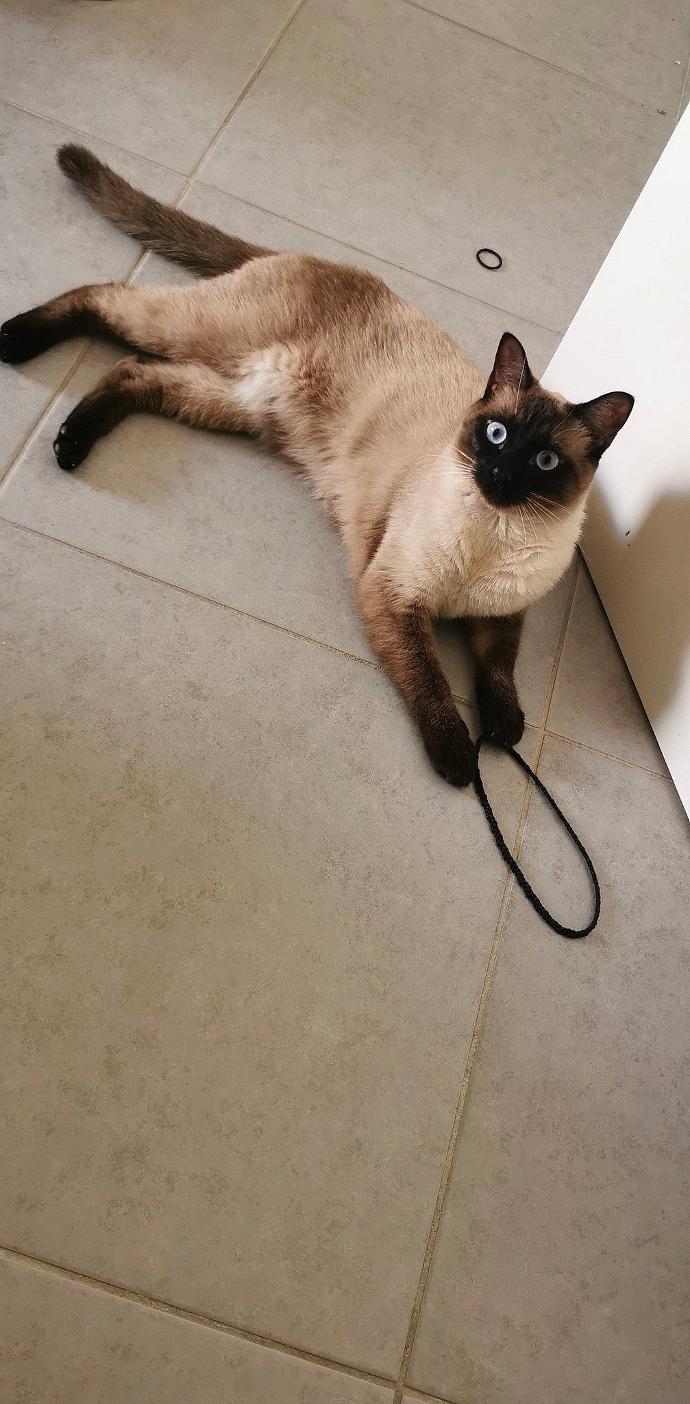 Luna a rejoint le concours — aidez-le/la à gagner de superbes lots ! balinese, carnivore, cat, claw, fawn, felidae, flooring, foot, fur, paw, siamese, small_to_medium_sized_cats, snout, tail, terrestrial_animal, thai, whiskers