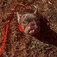 Saint is registered to the contest to win money with this photo: dog, french_bulldog, pet, animal, leash, harness, outdoor, grass, sunlight, brown, tongue_out, cute, small_dog, looking_up, ears_up, close_up, nature, daylight, shadow, ground