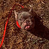 dog, french_bulldog, pet, animal, leash, harness, outdoor, grass, sunlight, brown, tongue_out, cute, small_dog, looking_up, ears_up, close_up, nature, daylight, shadow, ground
