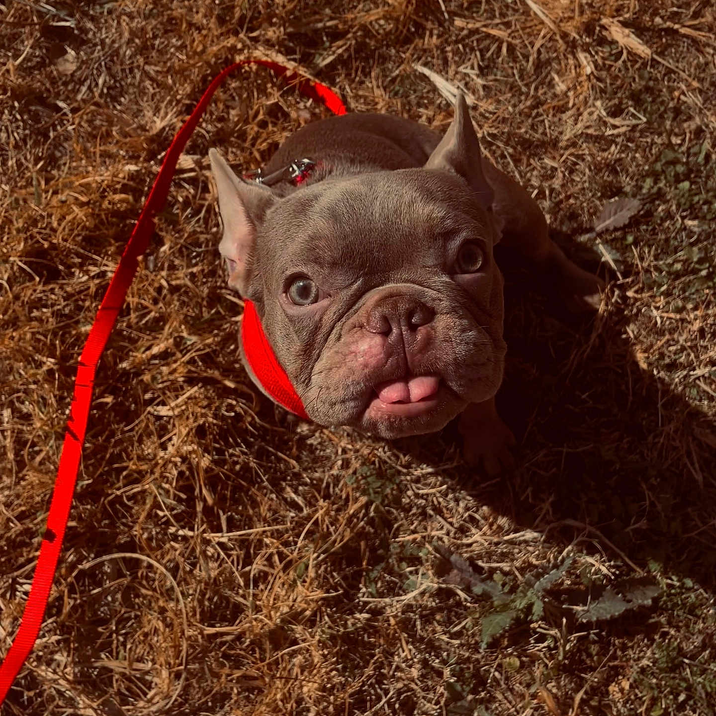 Saint is registered to the contest to win money with this photo: dog, french_bulldog, pet, animal, leash, harness, outdoor, grass, sunlight, brown, tongue_out, cute, small_dog, looking_up, ears_up, close_up, nature, daylight, shadow, ground