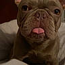 Saint joined the competition — help win amazing prizes! dog, french_bulldog, pet, animal, tongue_out, close_up, bed, indoor, brown_fur, ears, face, cute, canine, domestic_animal, sleeping_area, white_bed_sheets, headboard, expression, portrait, companion
